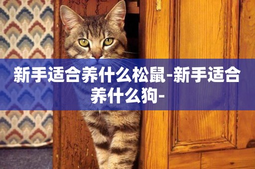 新手適合養什么松鼠-新手適合養什么狗-