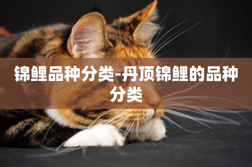 錦鯉品種分類-丹頂錦鯉的品種分類