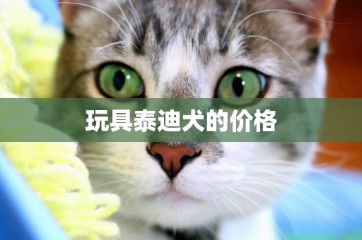 玩具泰迪犬的價格