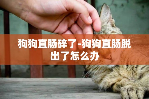 狗狗直腸碎了-狗狗直腸脫出了怎么辦