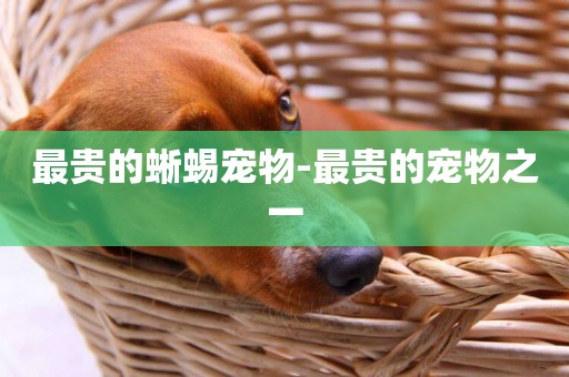 最貴的蜥蜴寵物-最貴的寵物之一