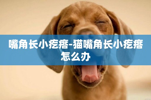 嘴角長小疙瘩-貓嘴角長小疙瘩怎么辦