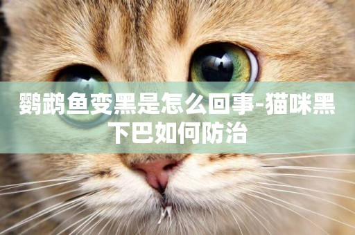 鸚鵡魚變黑是怎么回事-貓咪黑下巴如何防治