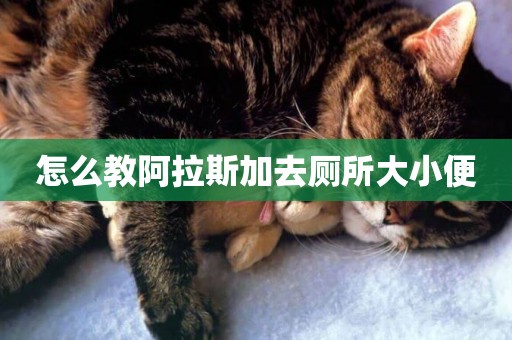 怎么教阿拉斯加去廁所大小便