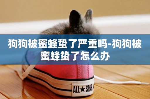 狗狗被蜜蜂蟄了嚴重嗎-狗狗被蜜蜂蟄了怎么辦
