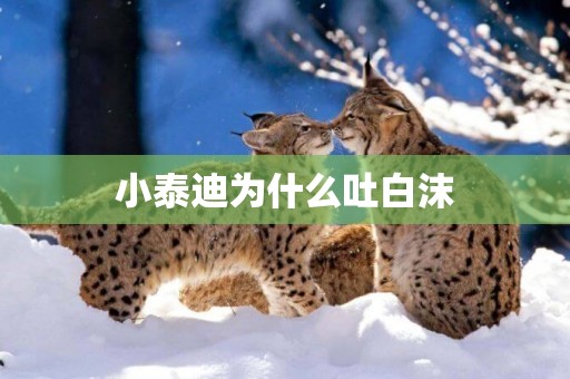 小泰迪為什么吐白沫