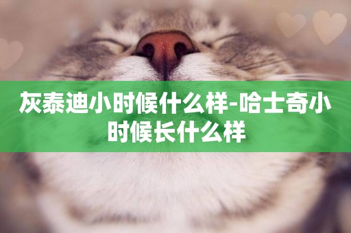 灰泰迪小時候什么樣-哈士奇小時候長什么樣
