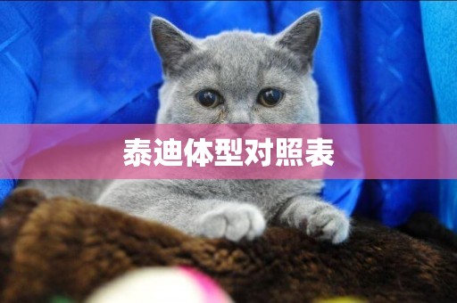 泰迪體型對照表