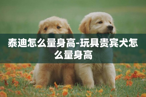 泰迪怎么量身高-玩具貴賓犬怎么量身高