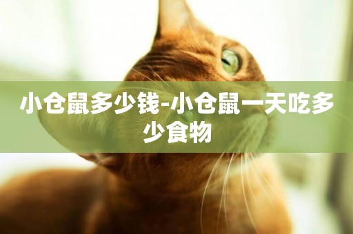 小倉鼠多少錢-小倉鼠一天吃多少食物
