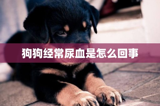 狗狗經常尿血是怎么回事