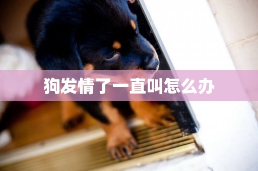 狗發情了一直叫怎么辦
