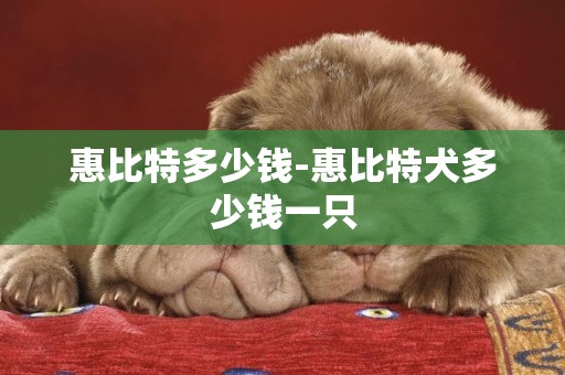 惠比特多少錢-惠比特犬多少錢一只