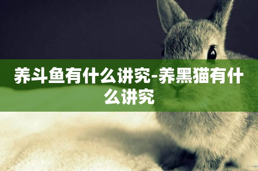 養斗魚有什么講究-養黑貓有什么講究