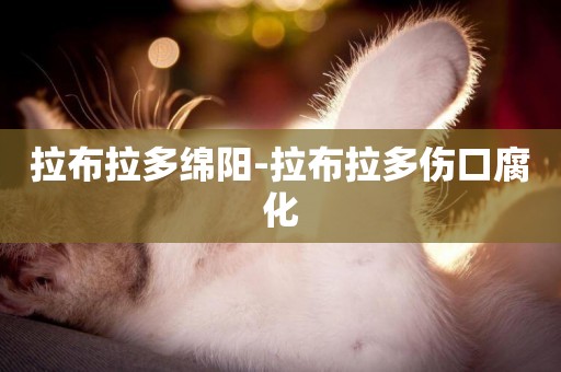 拉布拉多綿陽-拉布拉多傷口腐化