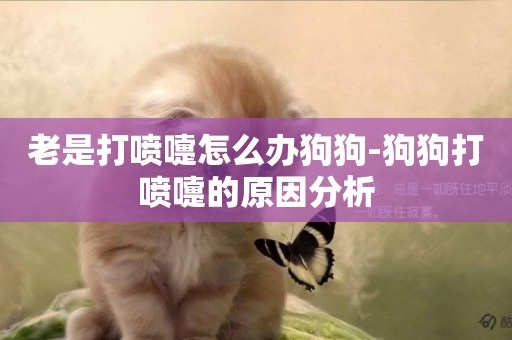 老是打噴嚏怎么辦狗狗-狗狗打噴嚏的原因分析