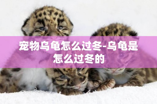 寵物烏龜怎么過冬-烏龜是怎么過冬的