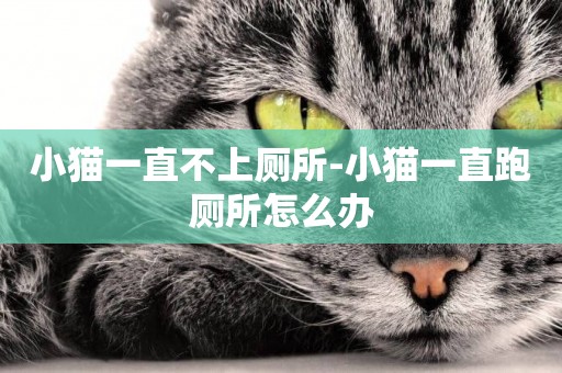 小貓一直不上廁所-小貓一直跑廁所怎么辦
