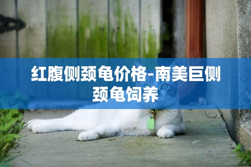 紅腹側頸龜價格-南美巨側頸龜飼養