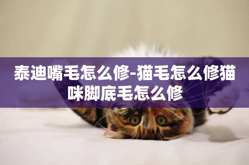 泰迪嘴毛怎么修-貓毛怎么修貓咪腳底毛怎么修