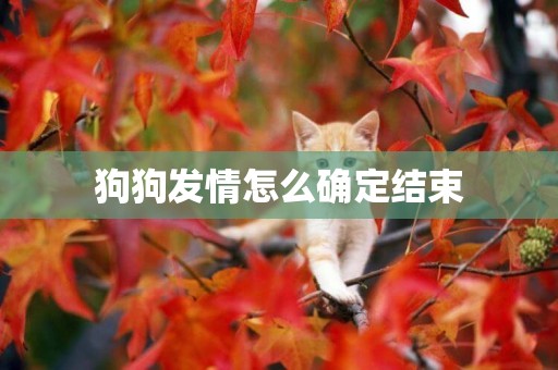 狗狗發情怎么確定結束