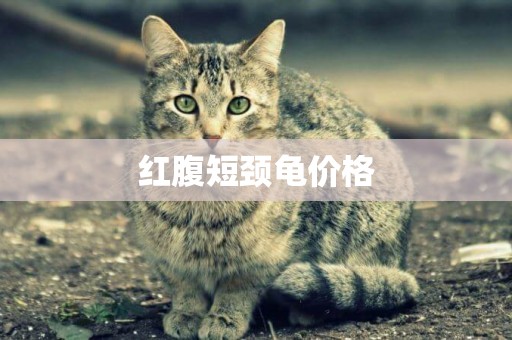 紅腹短頸龜價格