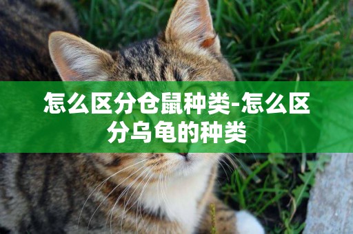 怎么區分倉鼠種類-怎么區分烏龜的種類