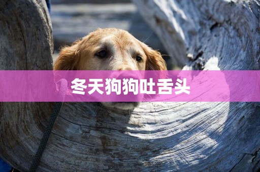 冬天狗狗吐舌頭