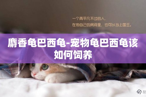 麝香龜巴西龜-寵物龜巴西龜該如何飼養