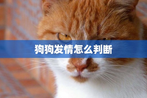 狗狗發情怎么判斷