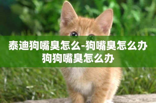 泰迪狗嘴臭怎么-狗嘴臭怎么辦狗狗嘴臭怎么辦