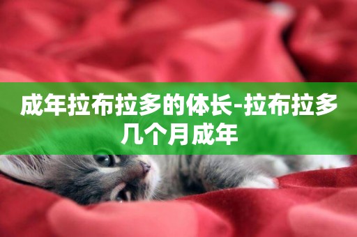 成年拉布拉多的體長-拉布拉多幾個月成年