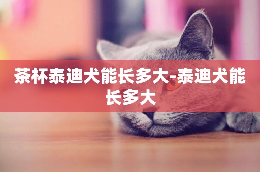 茶杯泰迪犬能長多大-泰迪犬能長多大