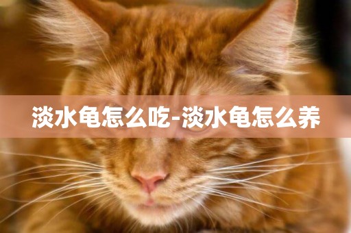 淡水龜怎么吃-淡水龜怎么養