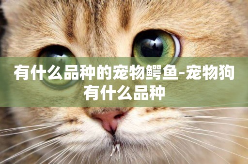 有什么品種的寵物鱷魚-寵物狗有什么品種
