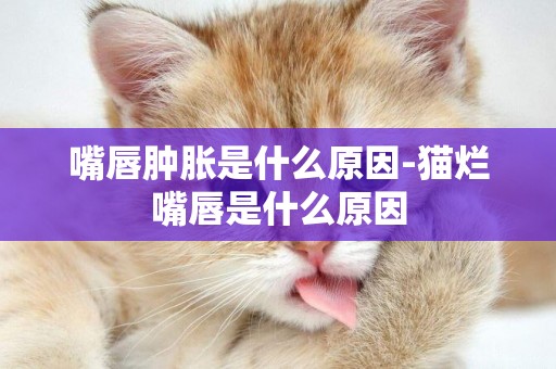 嘴唇腫脹是什么原因-貓爛嘴唇是什么原因