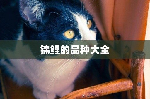 錦鯉的品種大全