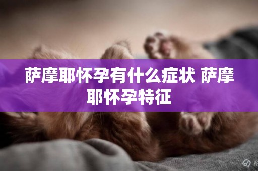 薩摩耶懷孕有什么癥狀 薩摩耶懷孕特征