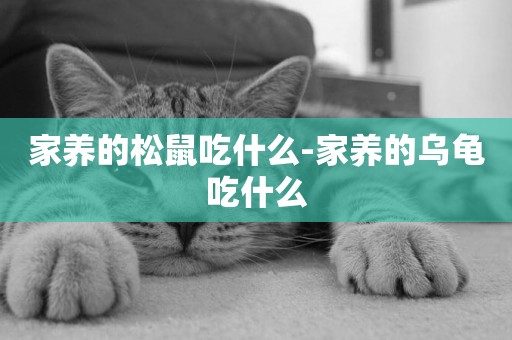 家養的松鼠吃什么-家養的烏龜吃什么