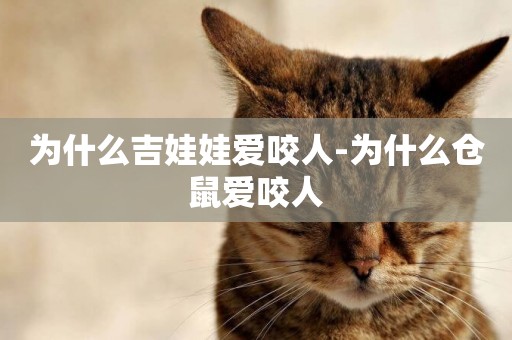 為什么吉娃娃愛咬人-為什么倉鼠愛咬人