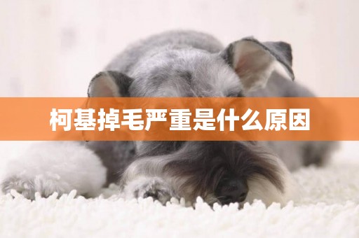 柯基掉毛嚴重是什么原因