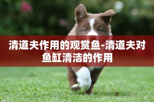 清道夫作用的觀賞魚-清道夫對魚缸清潔的作用