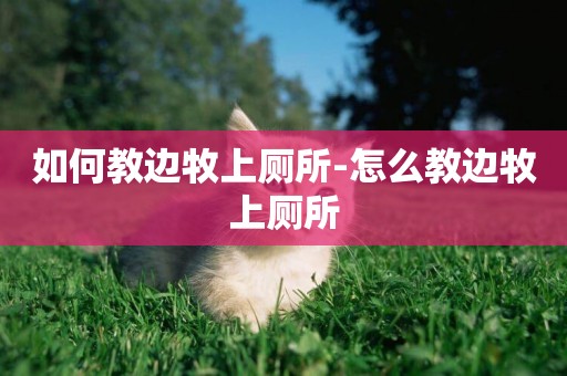 如何教邊牧上廁所-怎么教邊牧上廁所