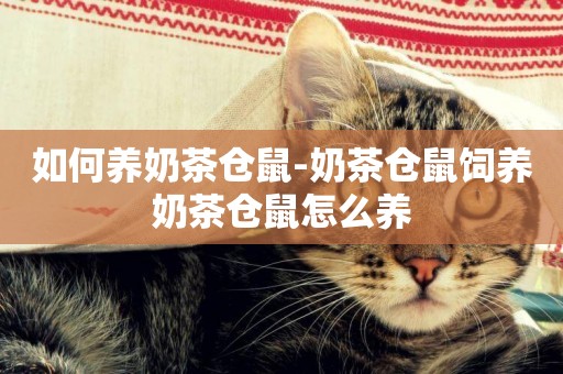 如何養奶茶倉鼠-奶茶倉鼠飼養奶茶倉鼠怎么養