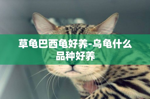 草龜巴西龜好養-烏龜什么品種好養