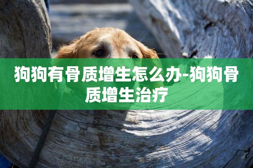 狗狗有骨質增生怎么辦-狗狗骨質增生治療