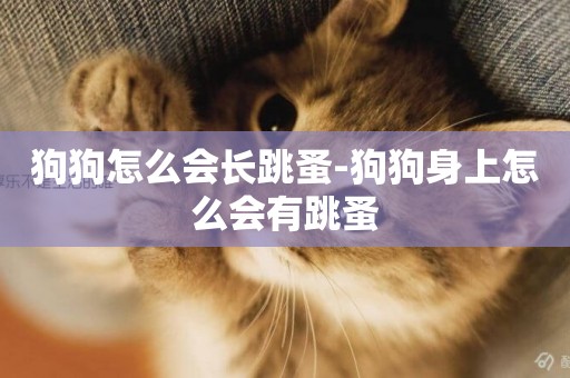狗狗怎么會長跳蚤-狗狗身上怎么會有跳蚤