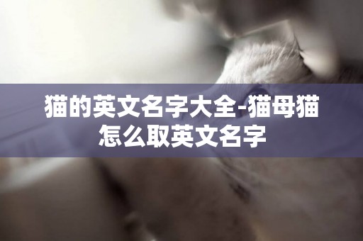 貓的英文名字大全-貓母貓怎么取英文名字