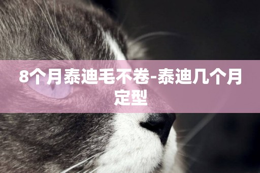 8個月泰迪毛不卷-泰迪幾個月定型