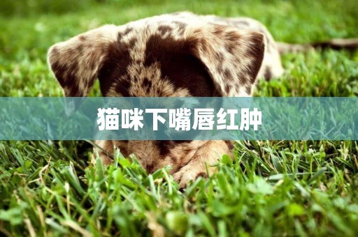 貓咪下嘴唇紅腫